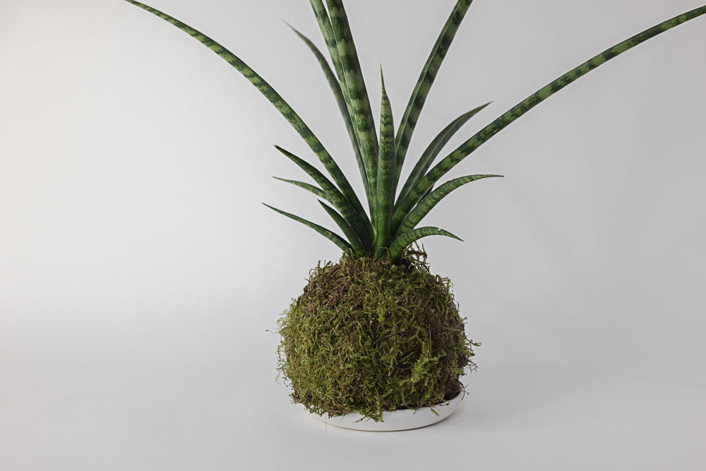 Kokedama Plant