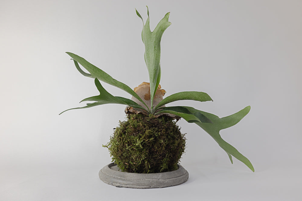 Kokedama Plant
