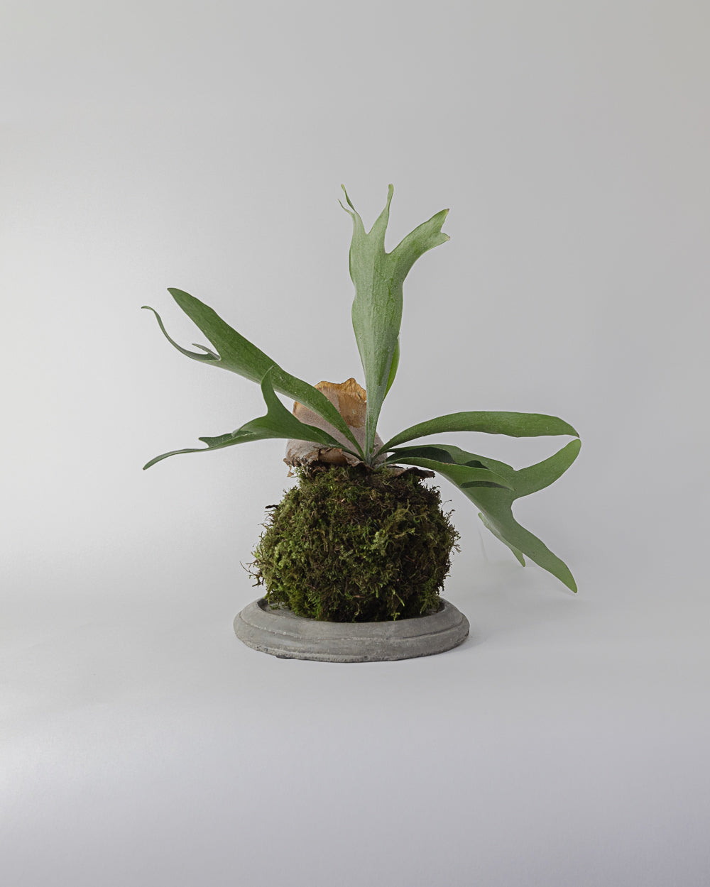 Kokedama Plant