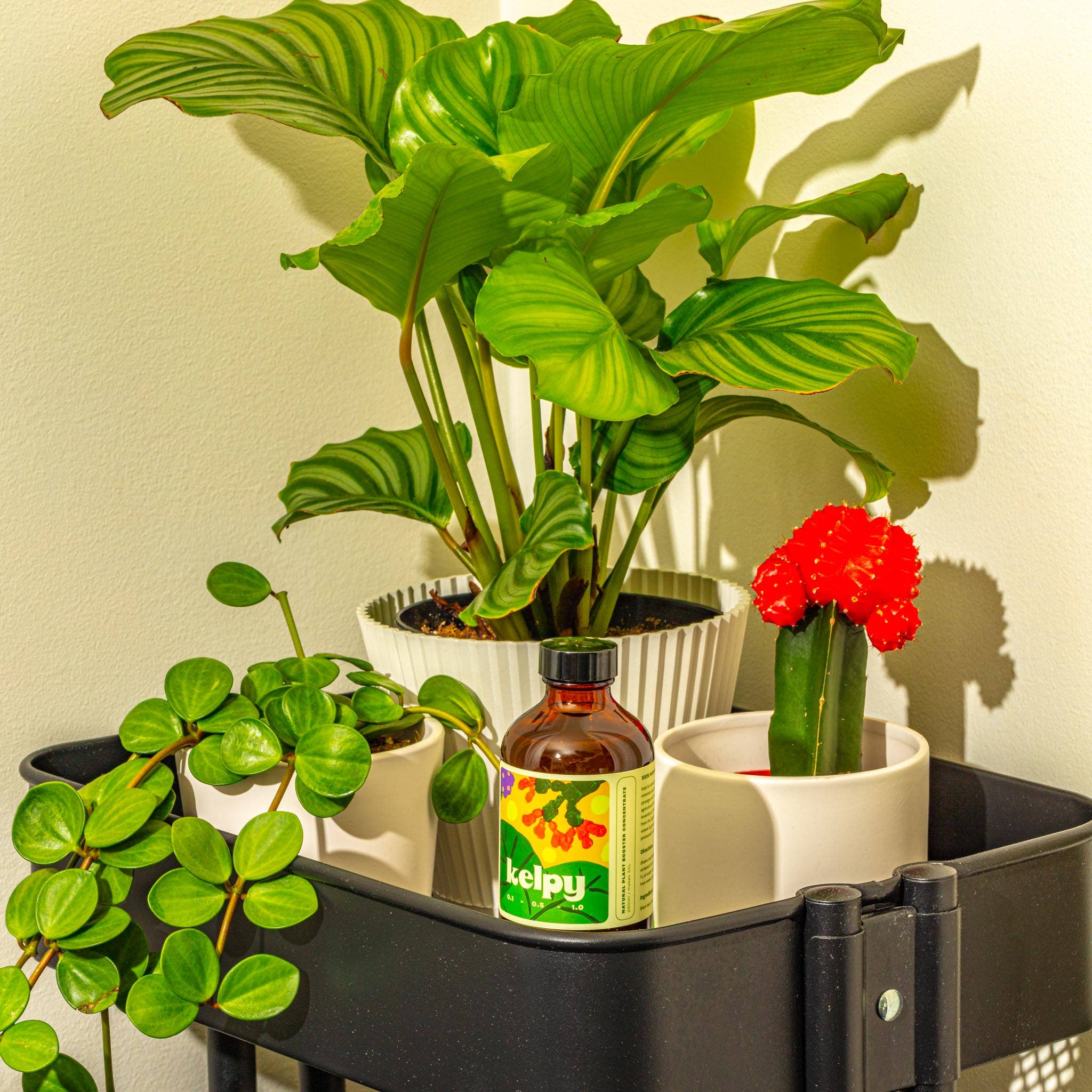 Kelpy Plant Food 250ml