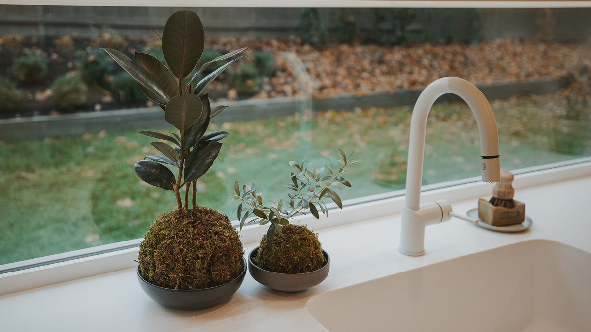 Discover the Art of Kokedama: A Workshop of Elegance and Nature