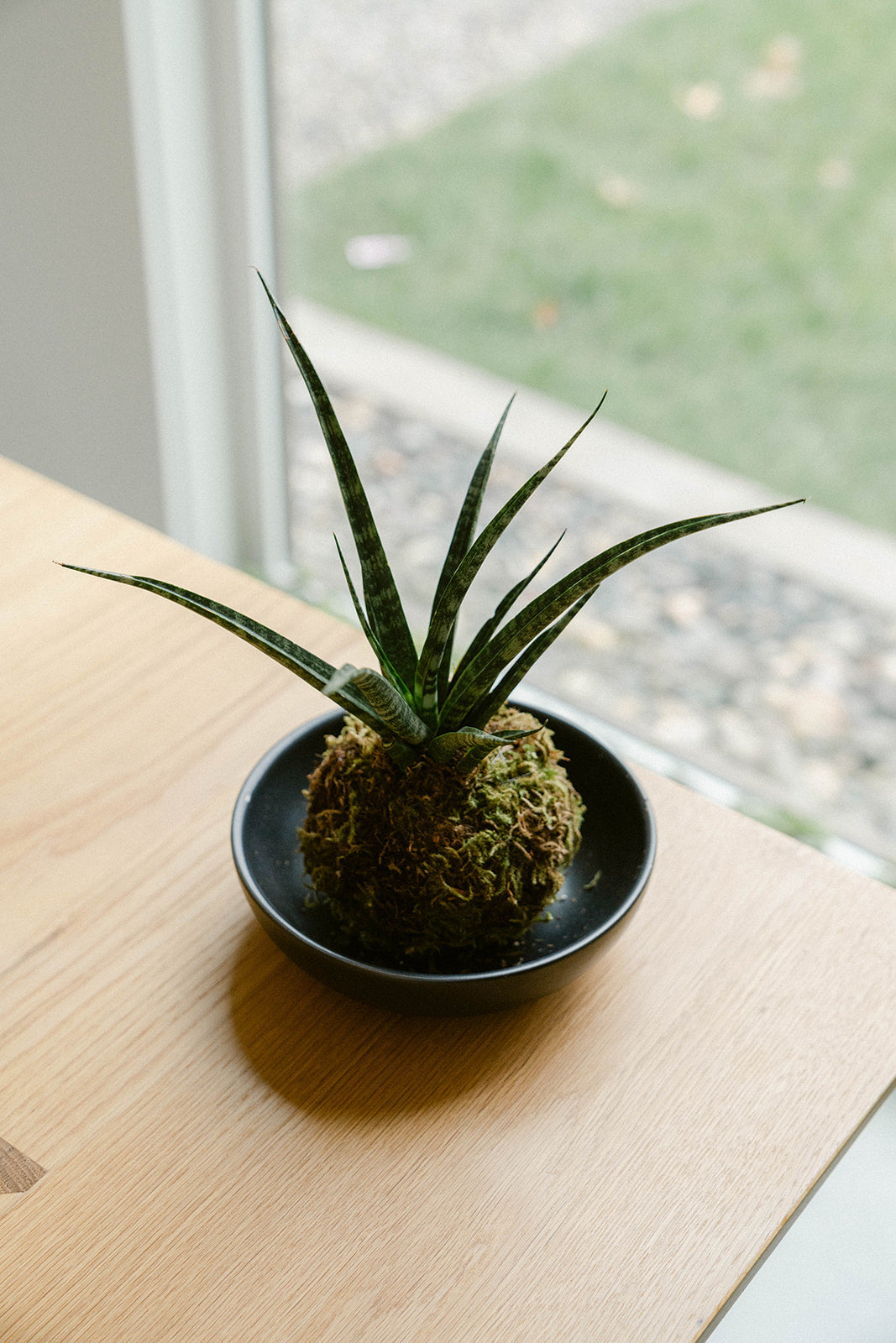 Discover the Art of Kokedama: A Workshop of Elegance and Nature