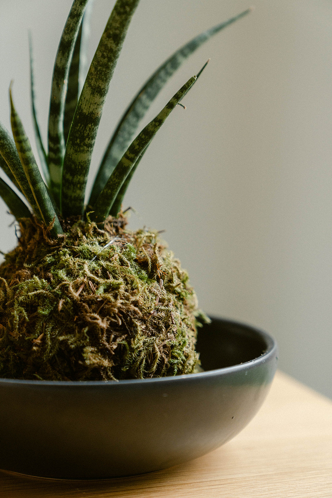 Kokedama Plant