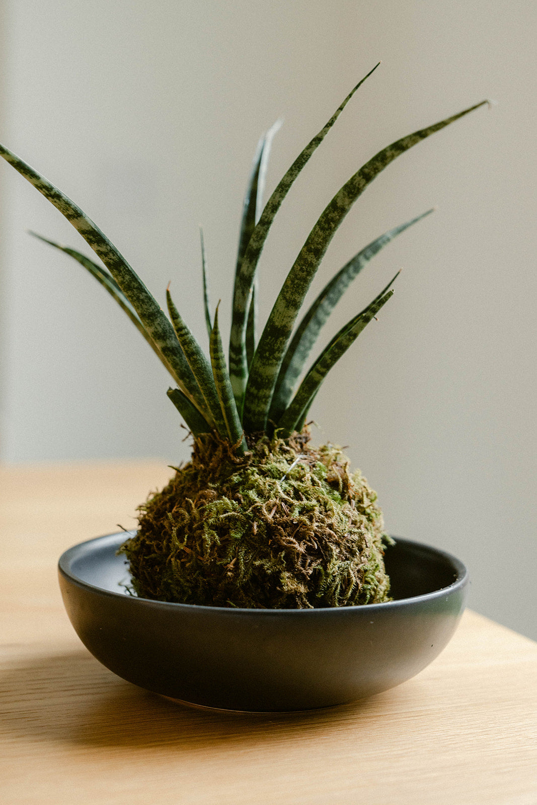 Kokedama Plant