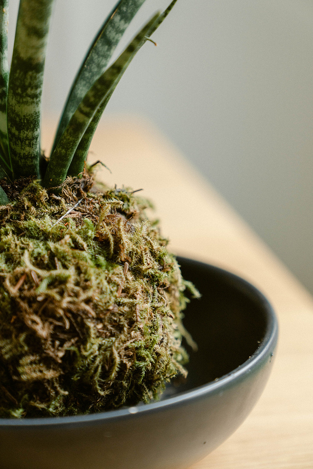Kokedama Plant