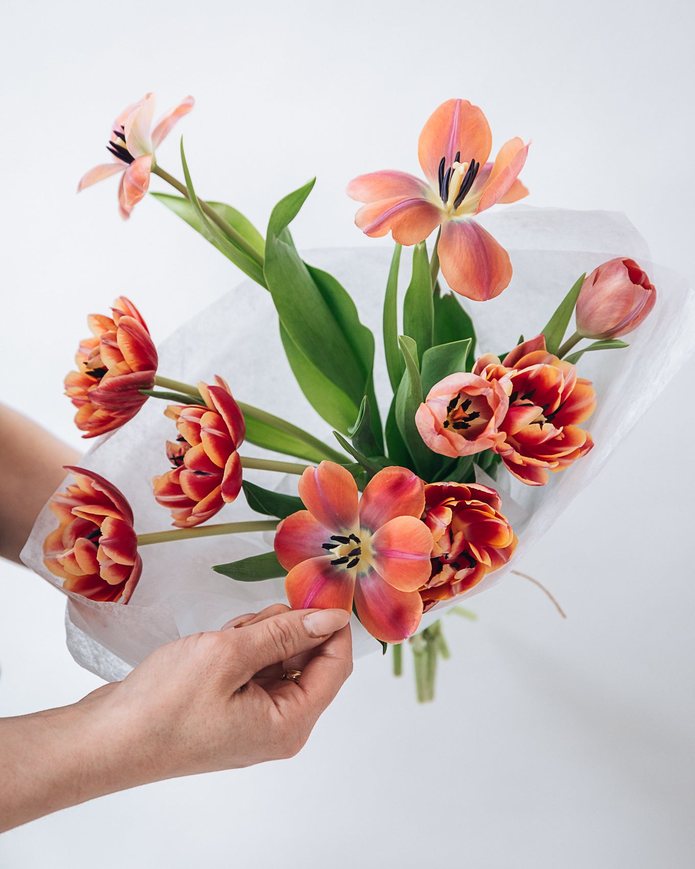 Tulip Bundle