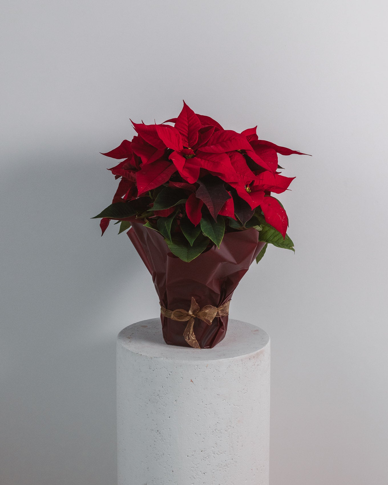 The Alpine Poinsettia