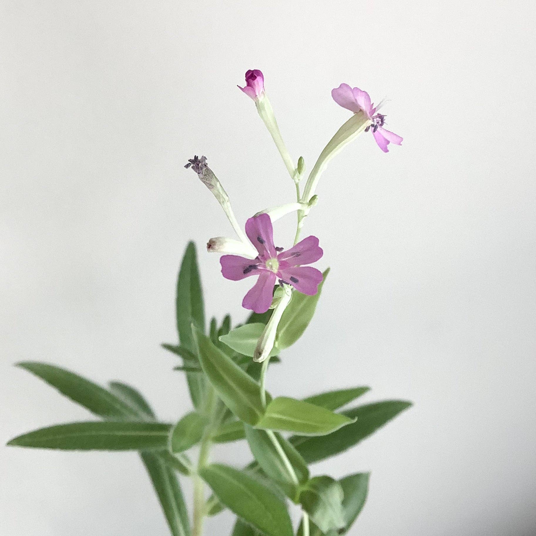 Plantable Greeting Card - Love you, Mom