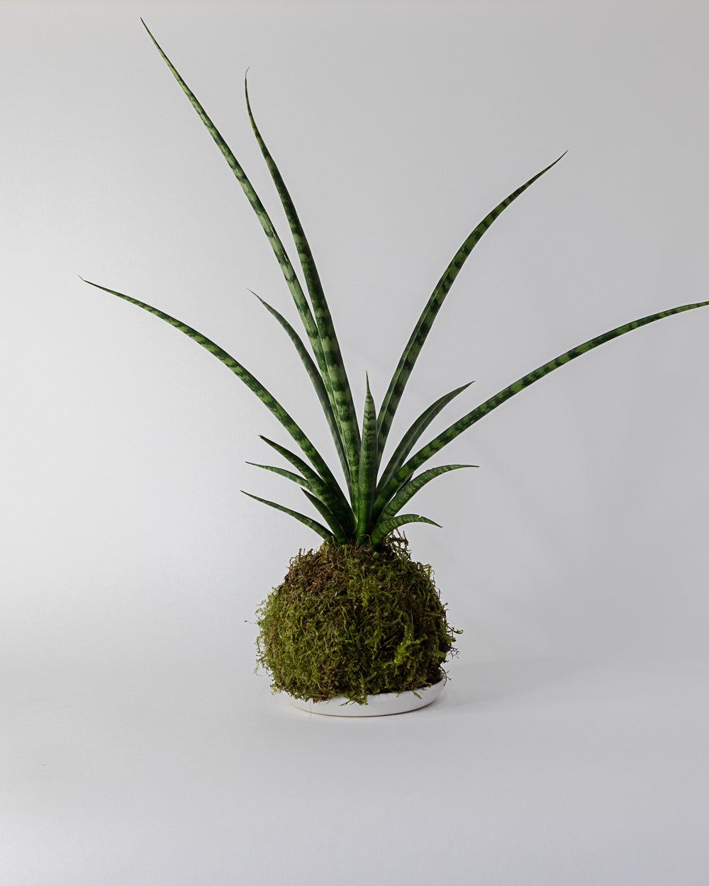 Kokedama Plant