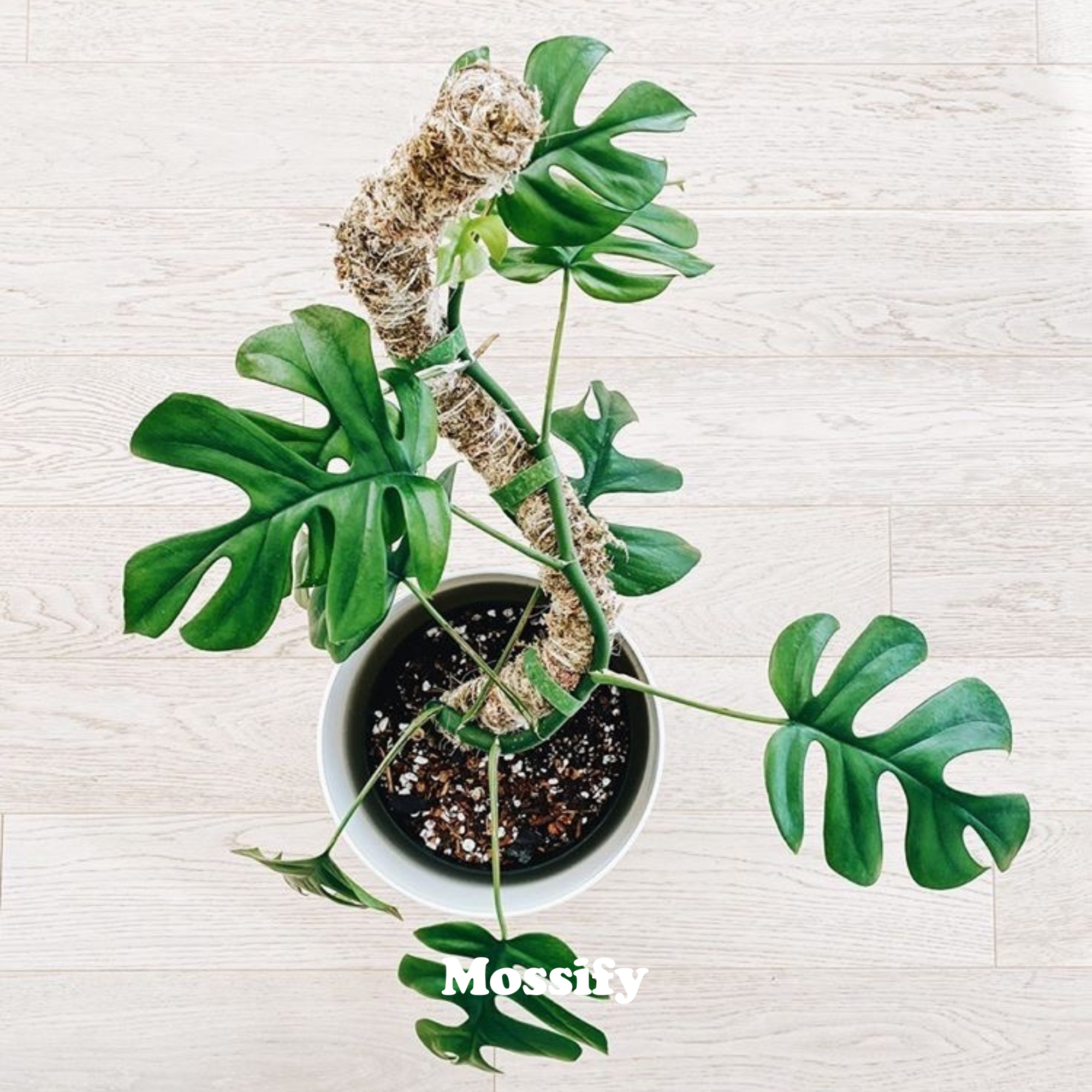 Mossify Bendable Moss Pole 16"