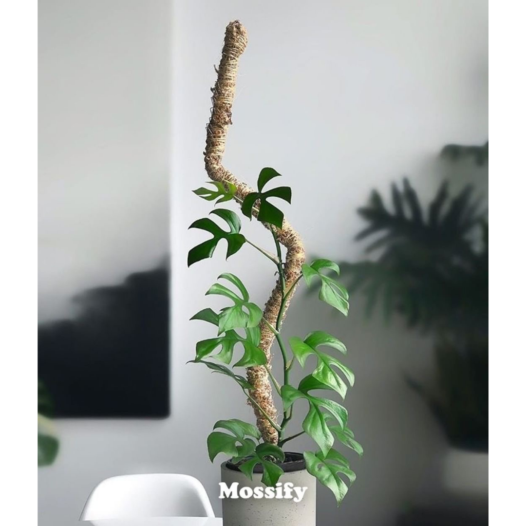 Mossify Bendable Moss Pole 16"