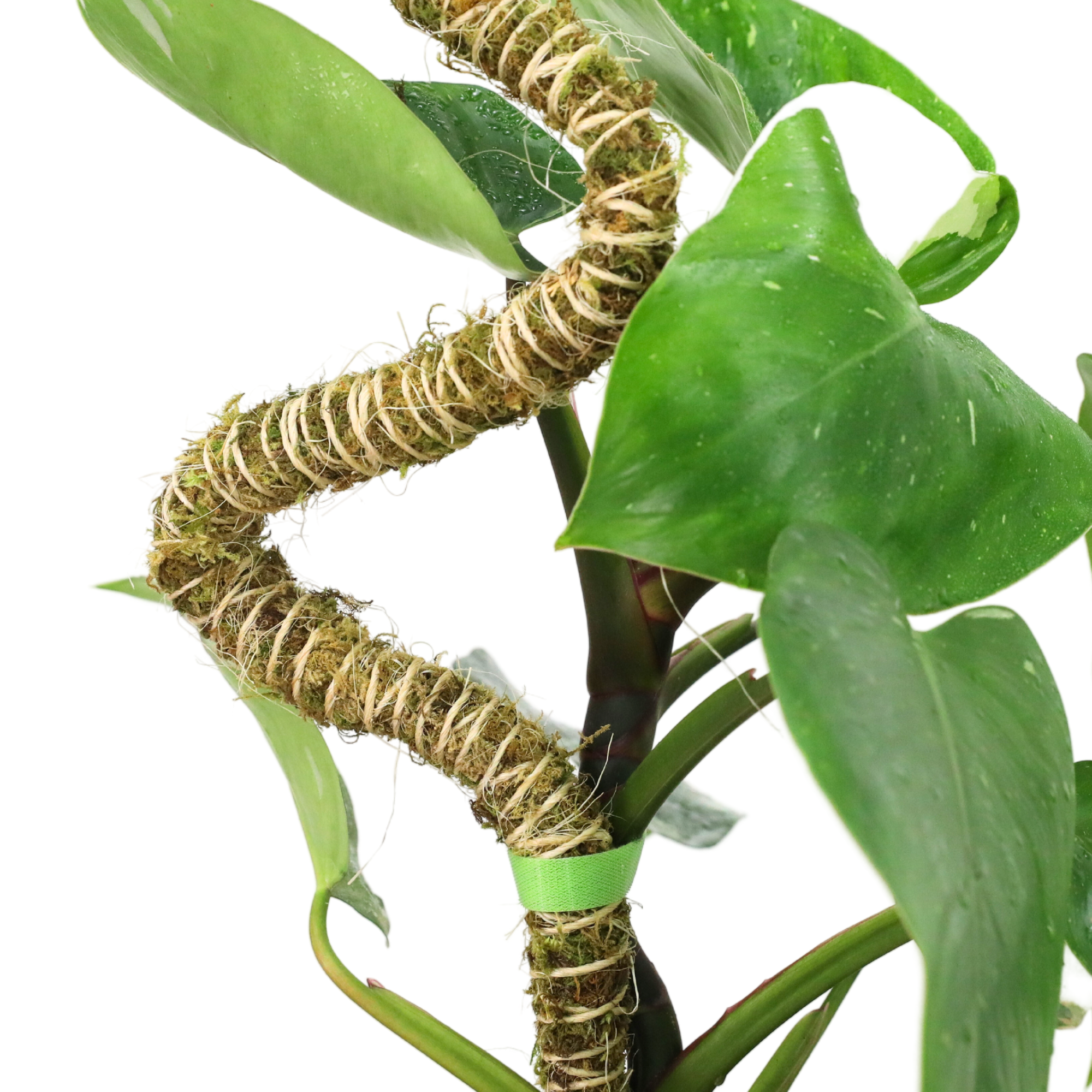 Mossify Reusable Plant Tape
