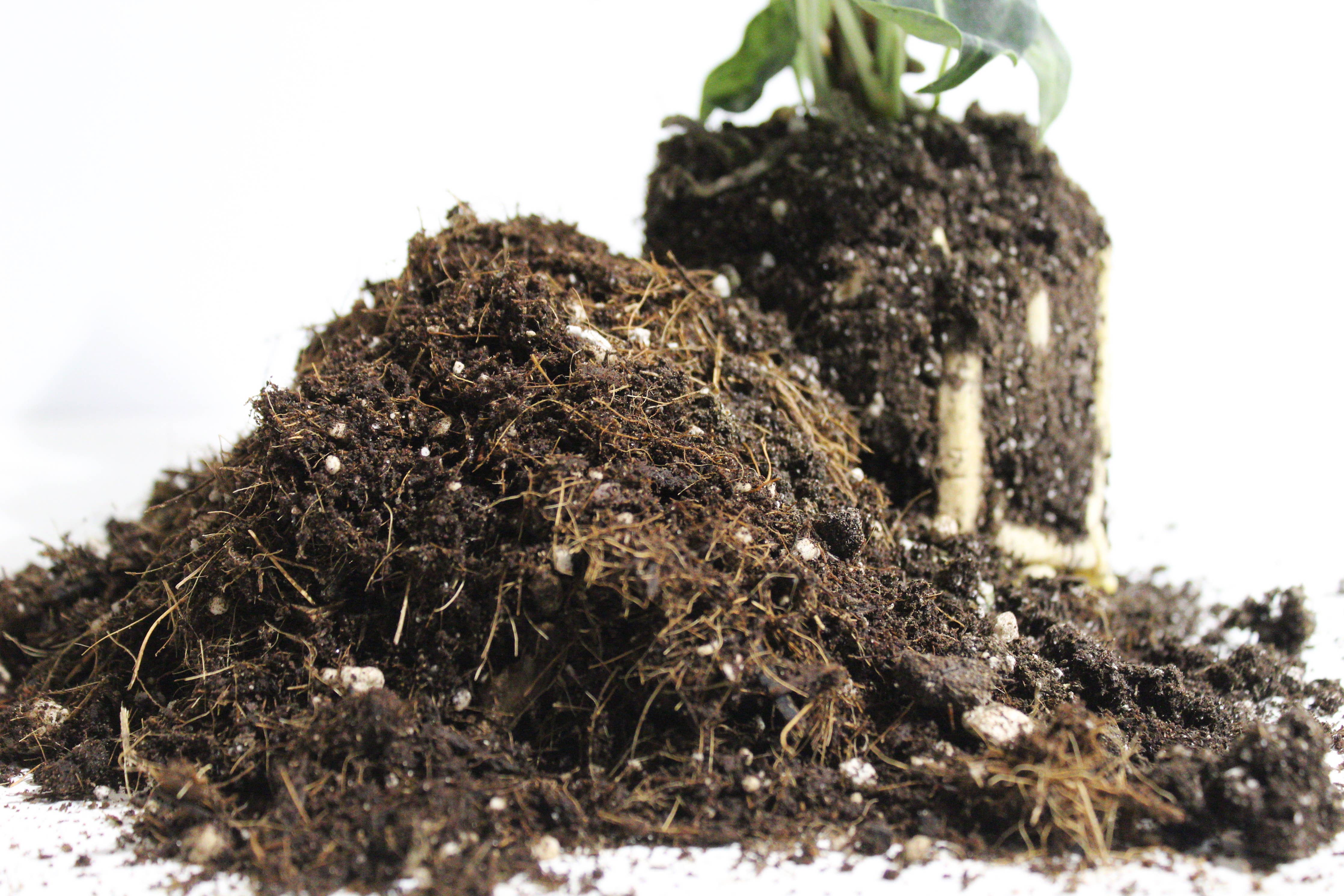 MAYA: General blend - Large