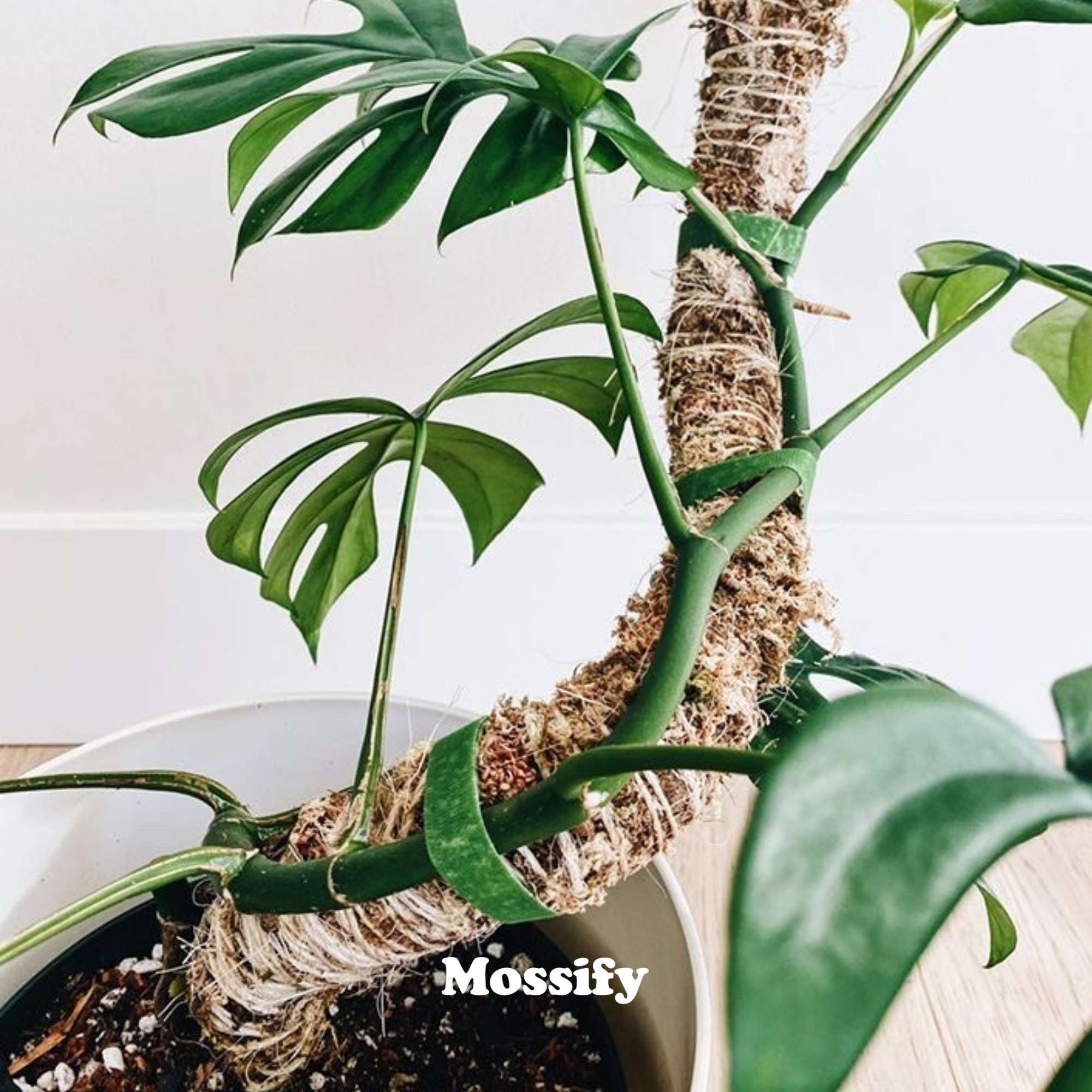 Mossify Bendable Moss Pole 30"